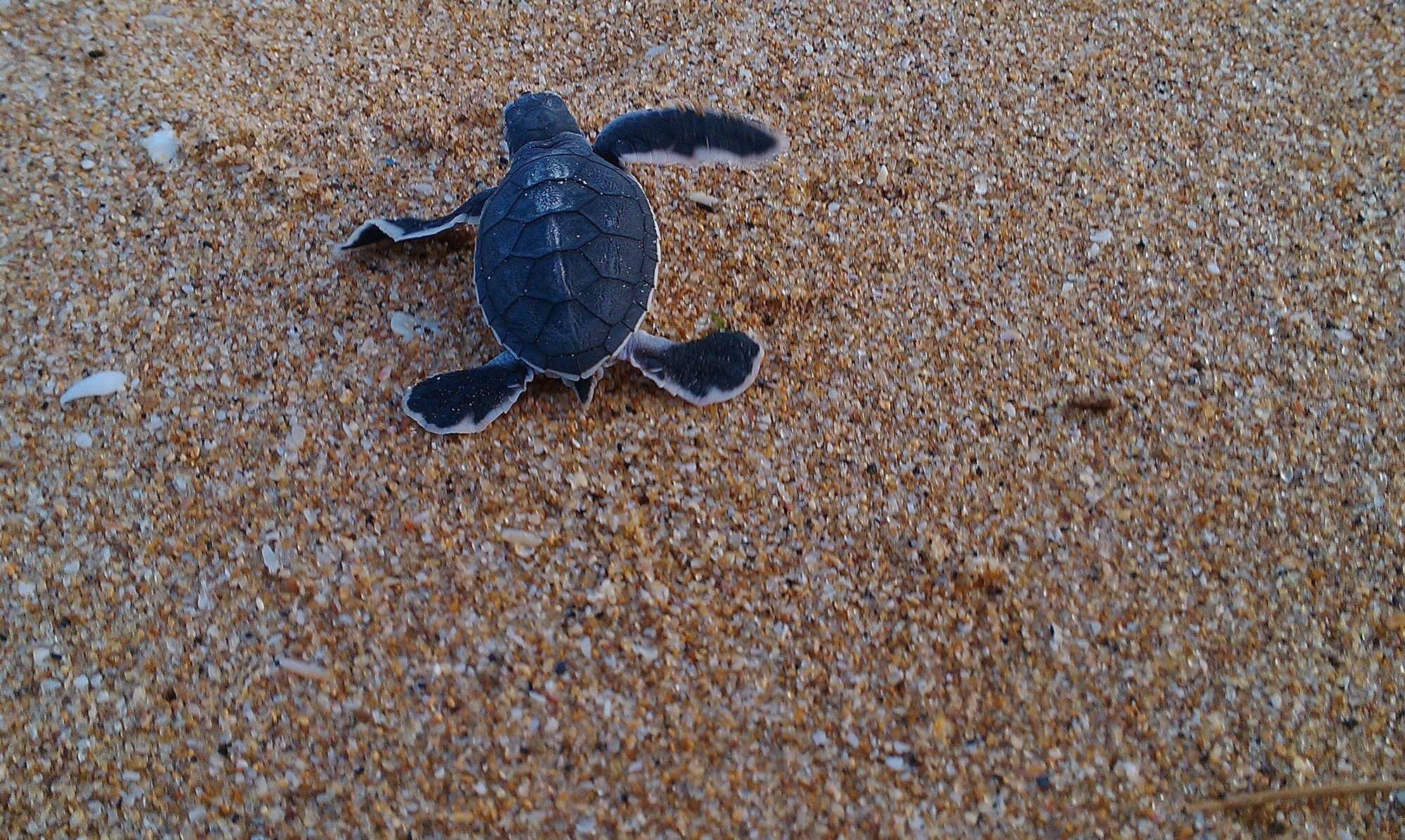 Ananthaya Beach Tangalle Eksteriør bilde